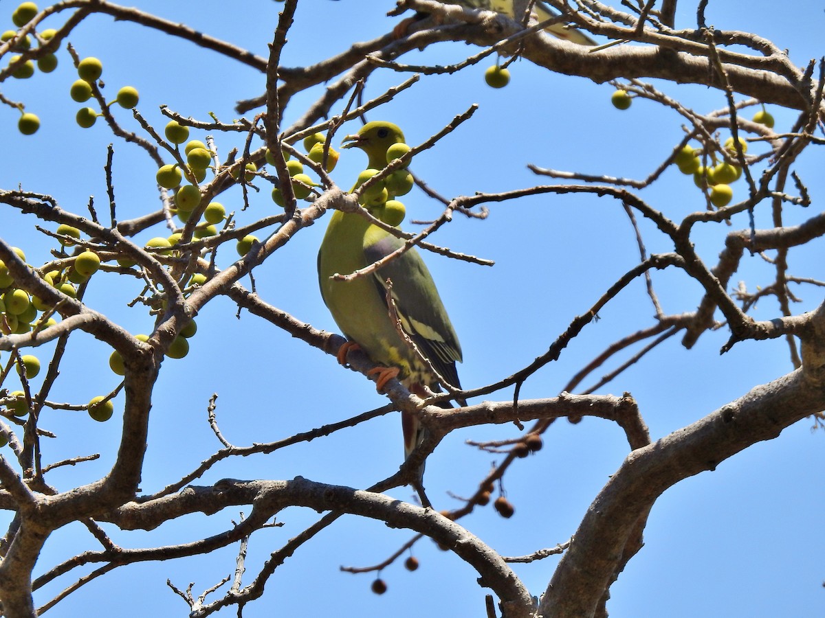 Madagascar Green-Pigeon - ML644475984