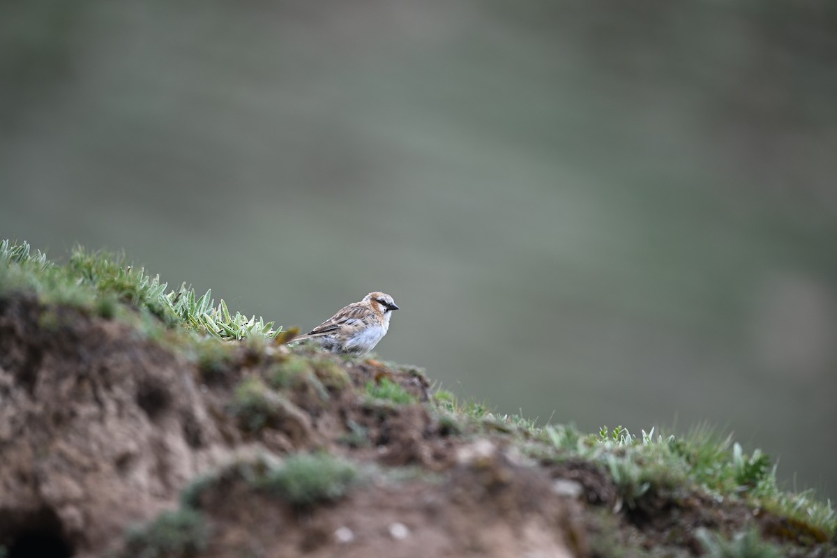 Rufous-necked Snowfinch - ML644475989