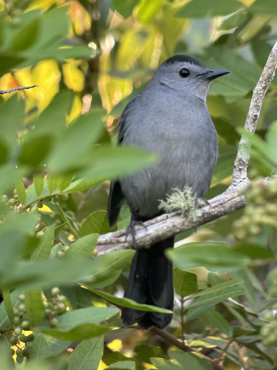 Gray Catbird - ML644475991