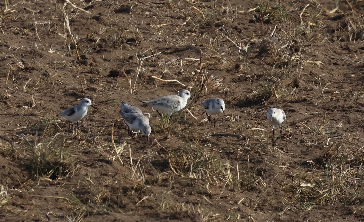 Гурвалж элсэг - ML644475994