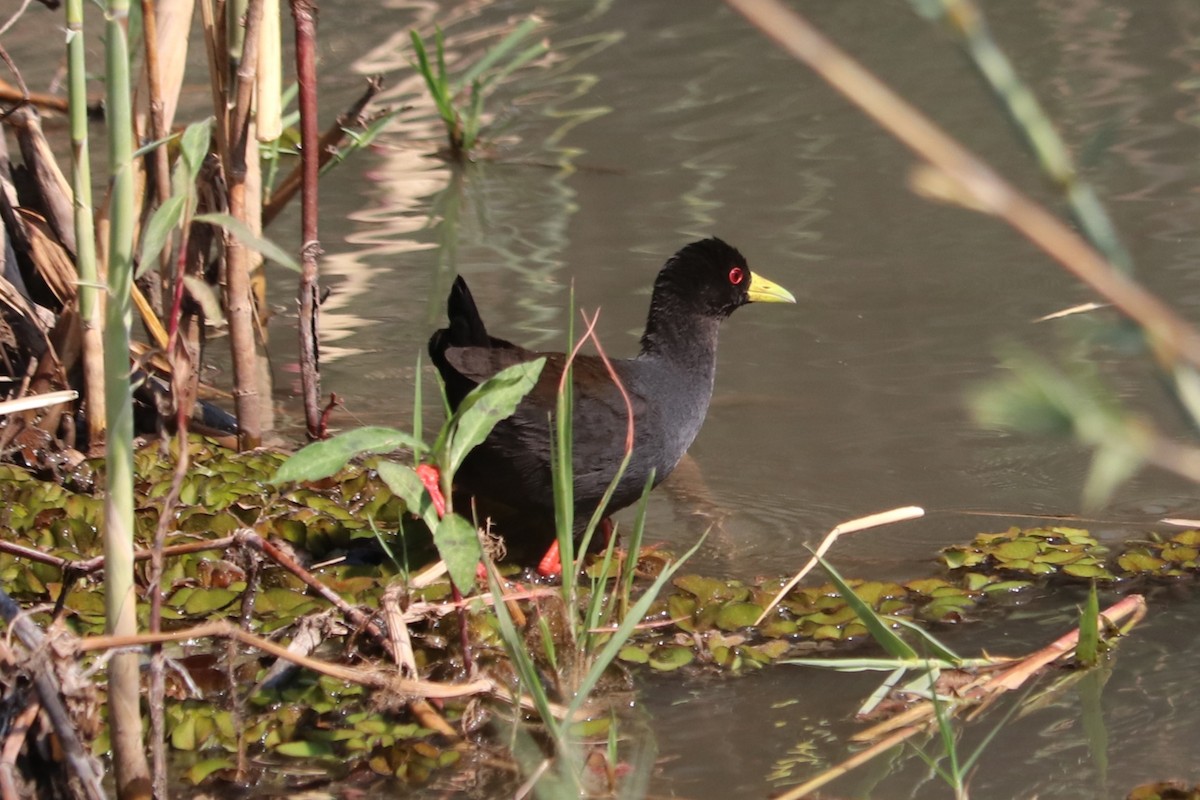 Black Crake - ML644476000