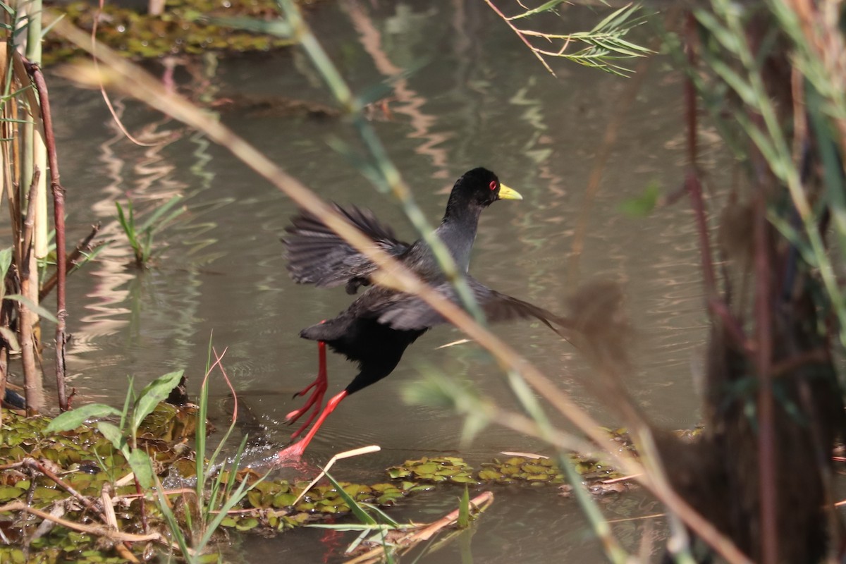 Black Crake - ML644476001