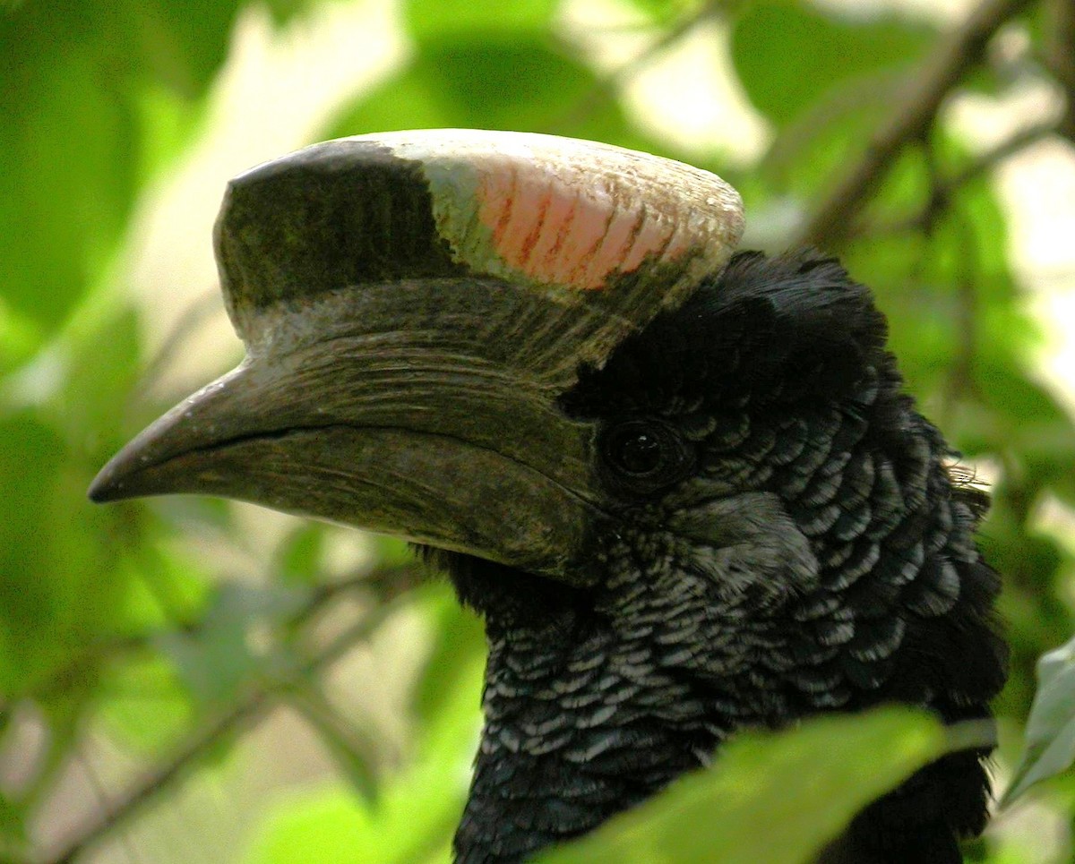 Grauwangen-Hornvogel - ML644476009