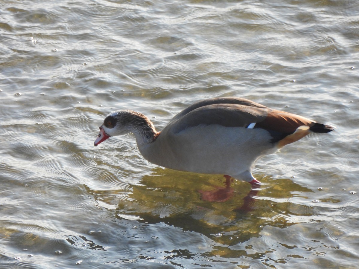 Egyptian Goose - ML644476014