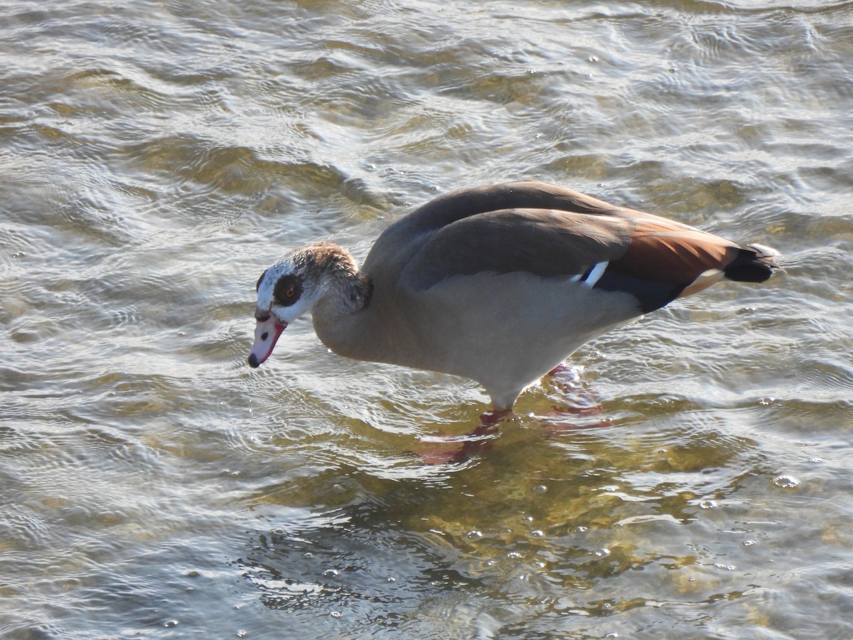 Egyptian Goose - ML644476015