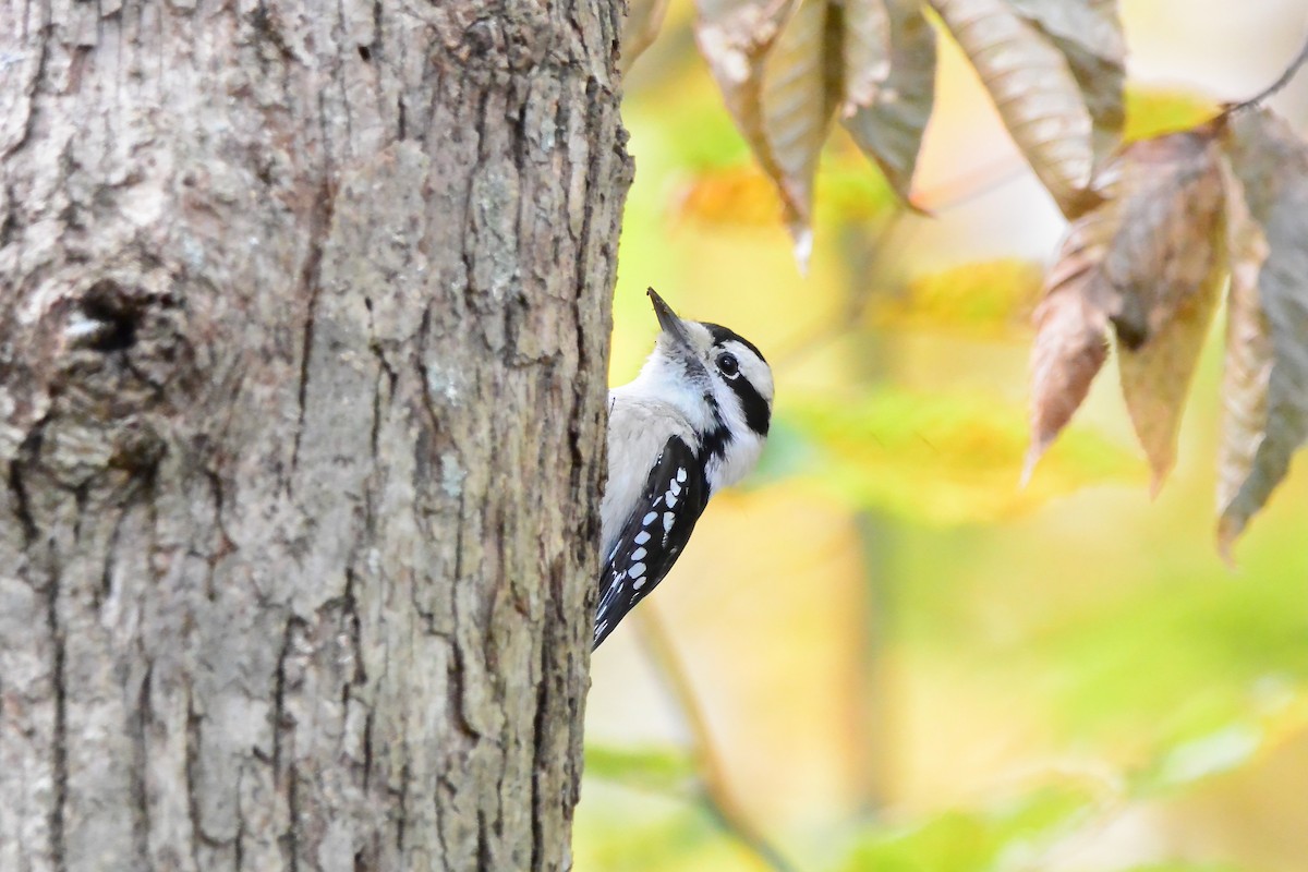 Downy Woodpecker - ML644476023
