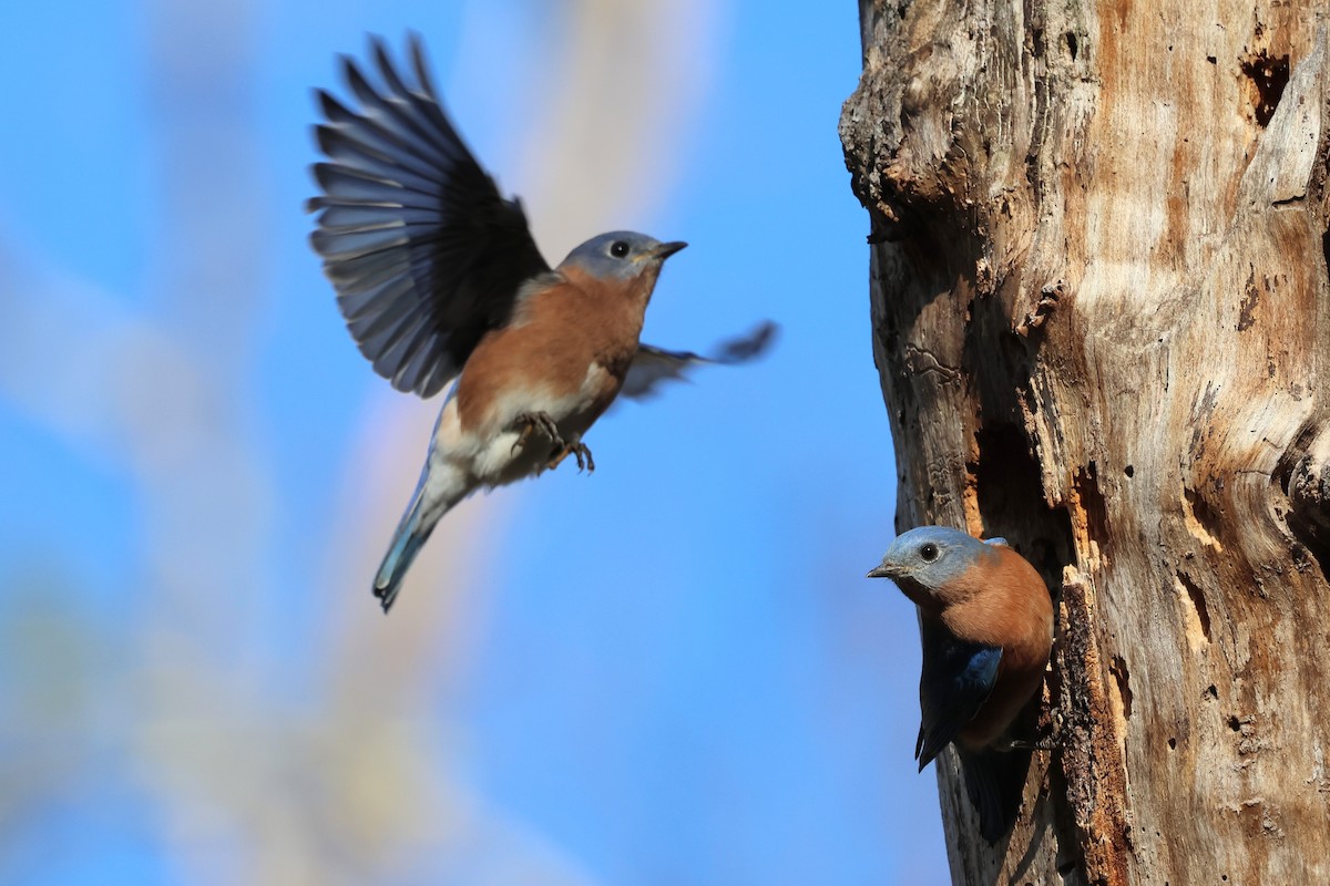 Eastern Bluebird - ML644476025