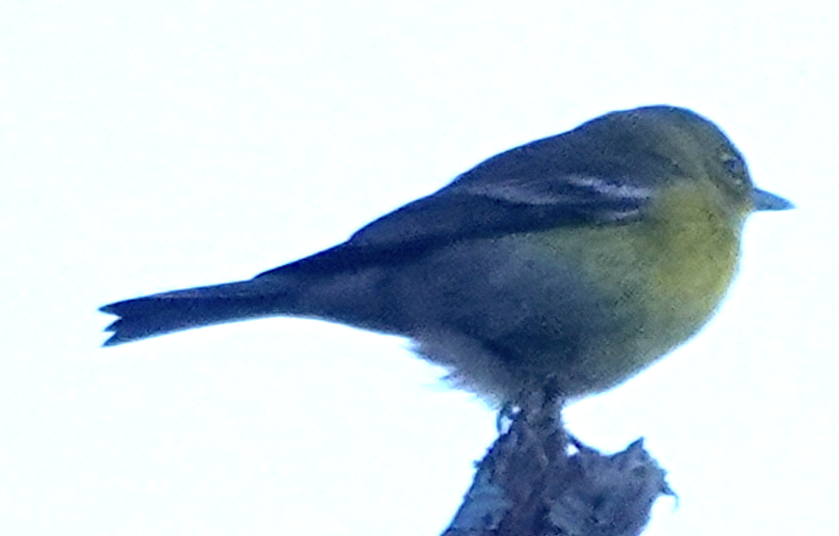 Pine Warbler - ML644476026
