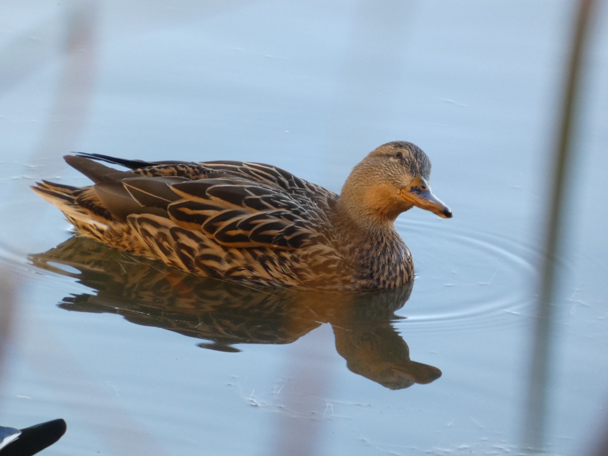 Canard colvert - ML644476027