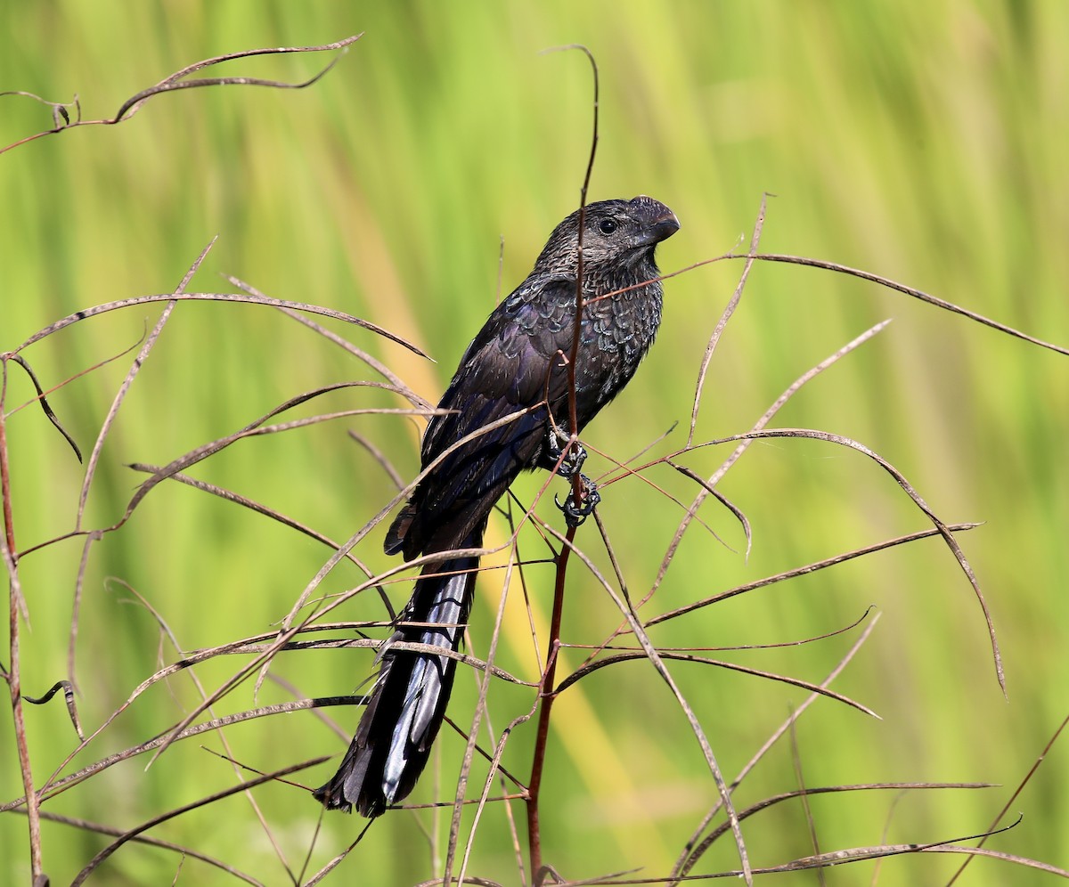 Smooth-billed Ani - ML644476030