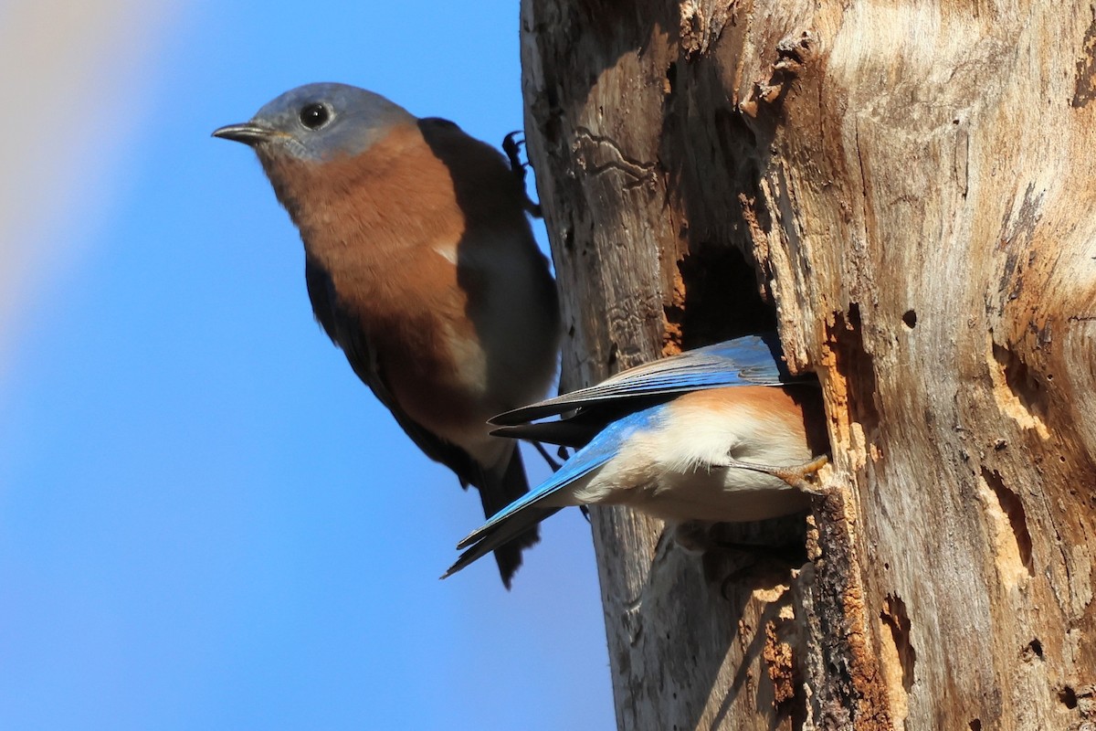 Eastern Bluebird - ML644476032