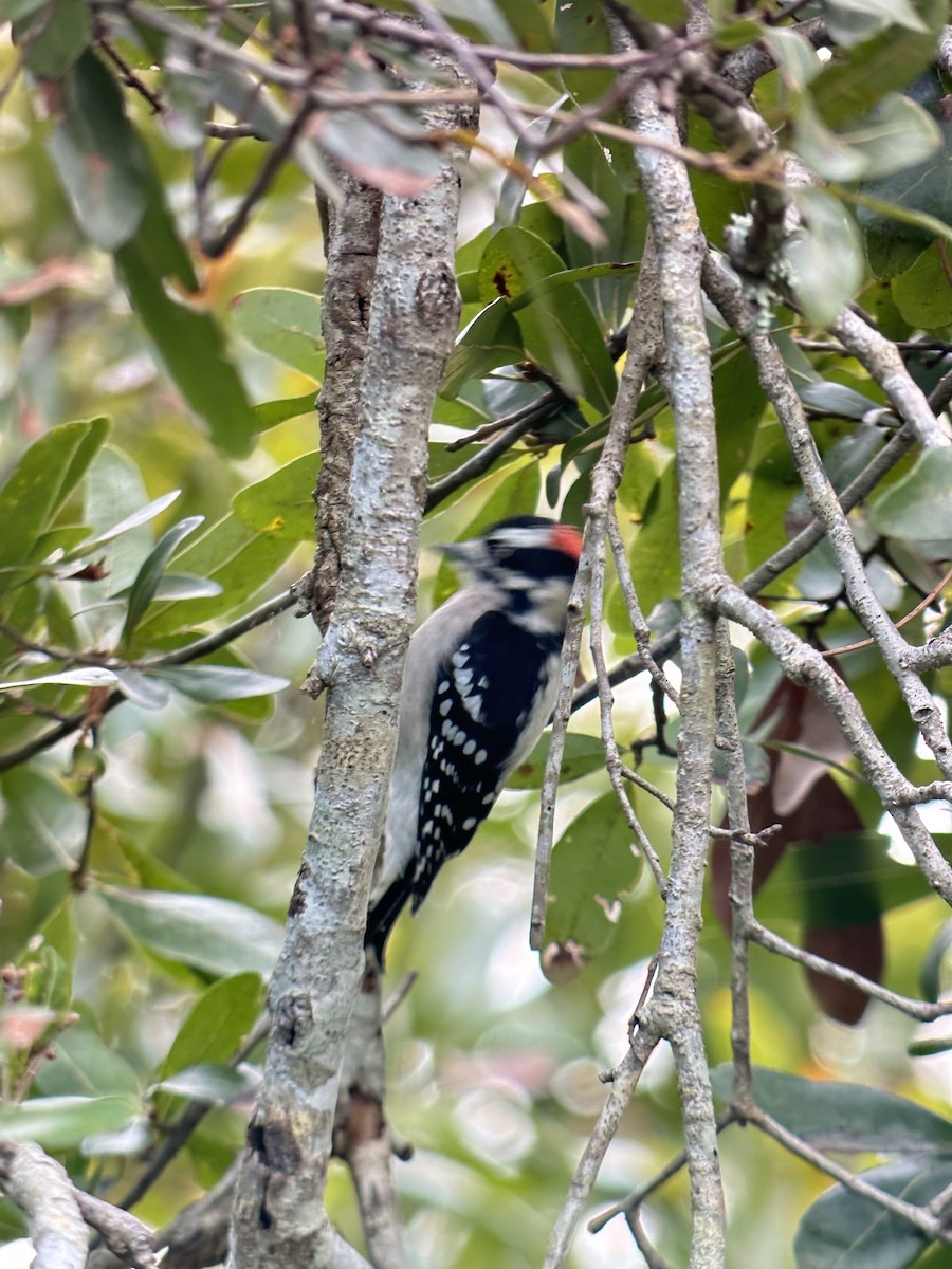 Downy Woodpecker - ML644476045
