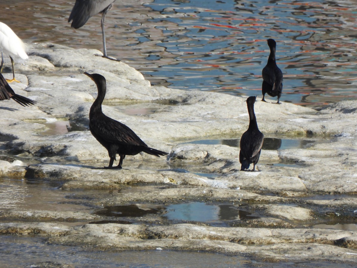 Neotropic Cormorant - ML644476047