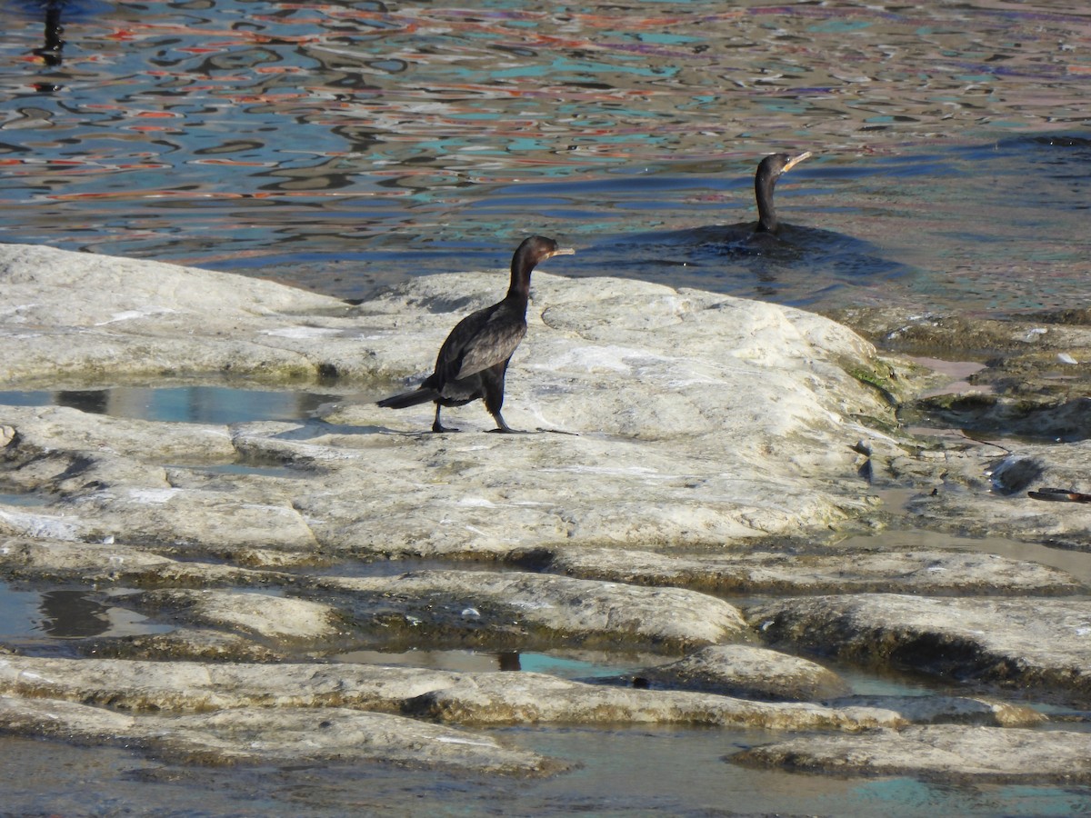Neotropic Cormorant - ML644476048