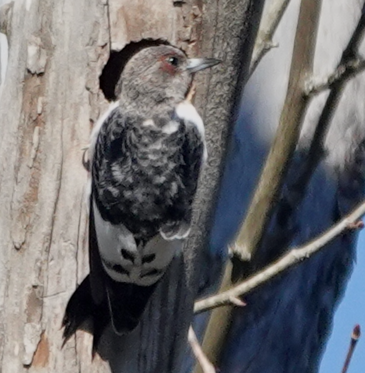 Red-headed Woodpecker - ML644476065