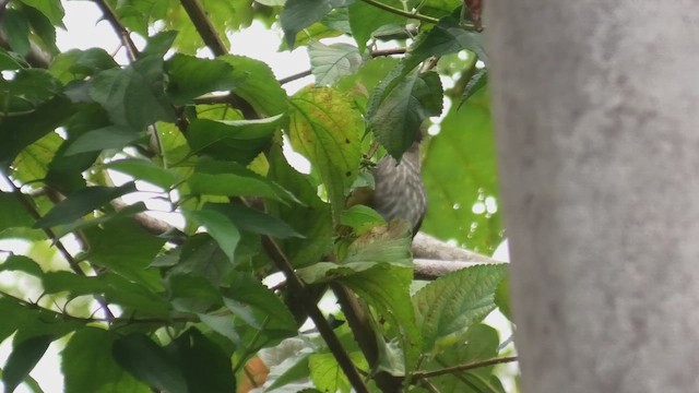 Mountain Bulbul - ML644476070