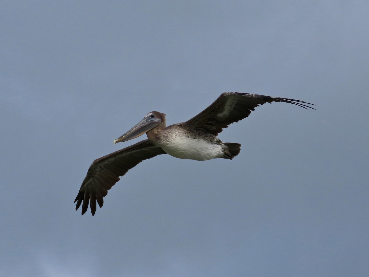 カッショクペリカン - ML644476075