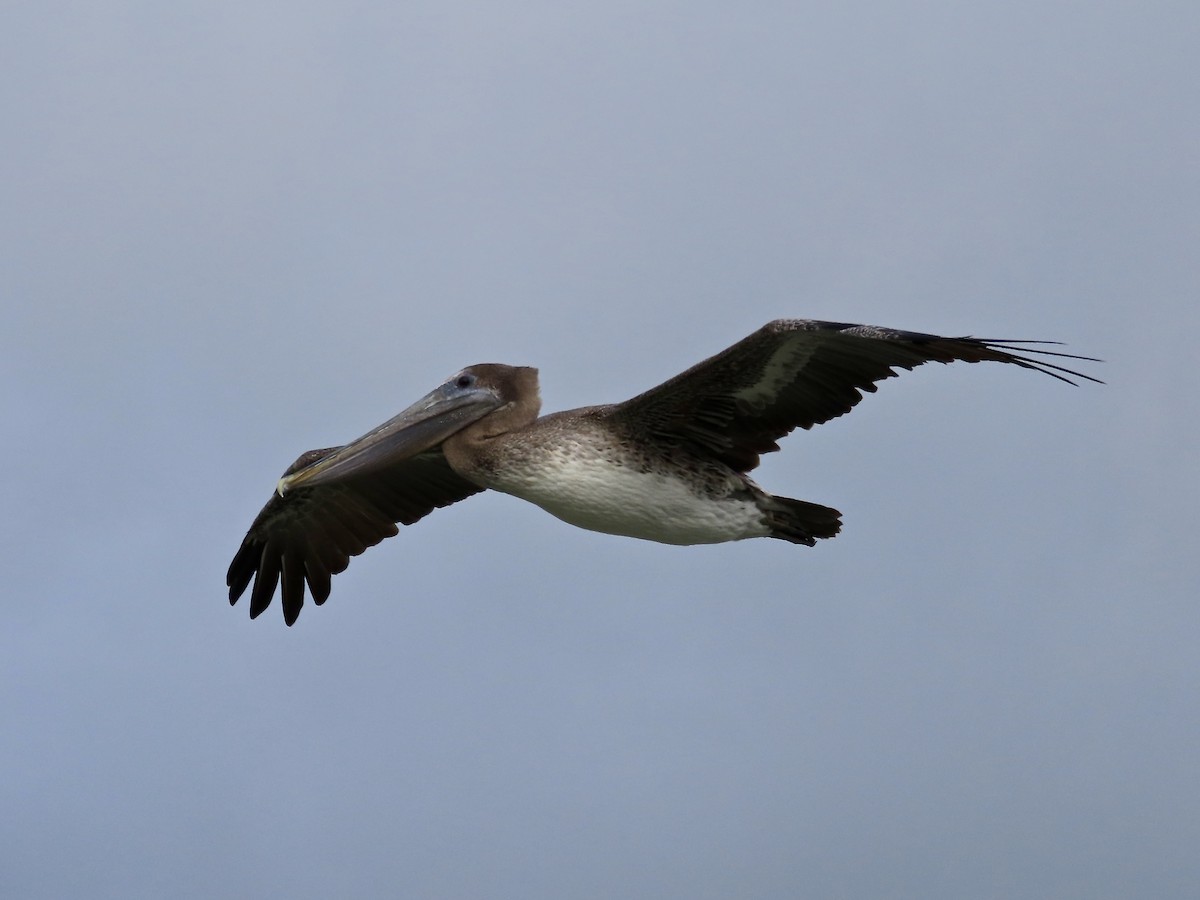 カッショクペリカン - ML644476076