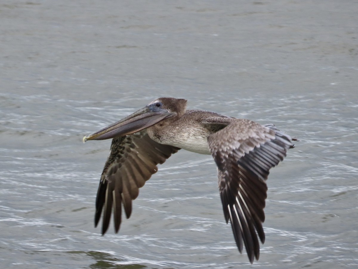 カッショクペリカン - ML644476077