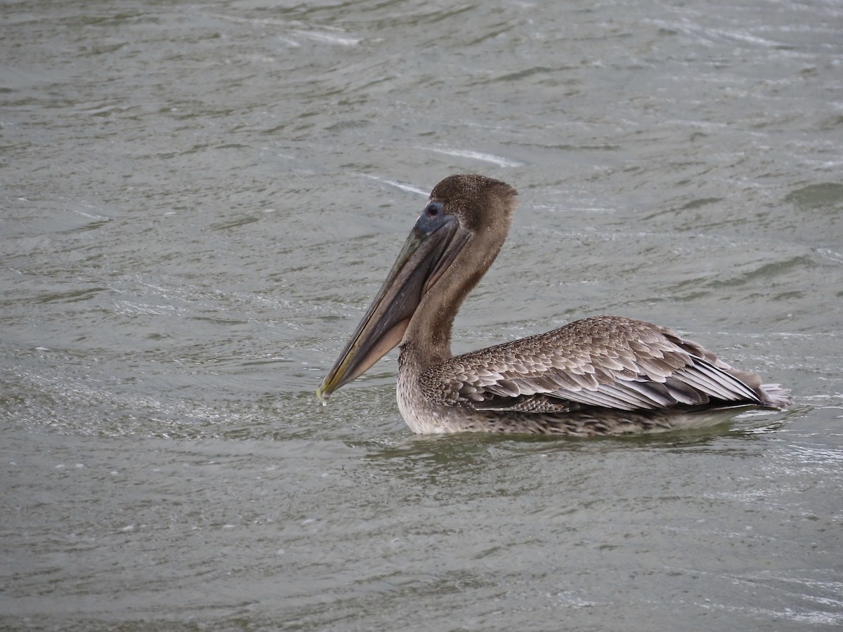 カッショクペリカン - ML644476078