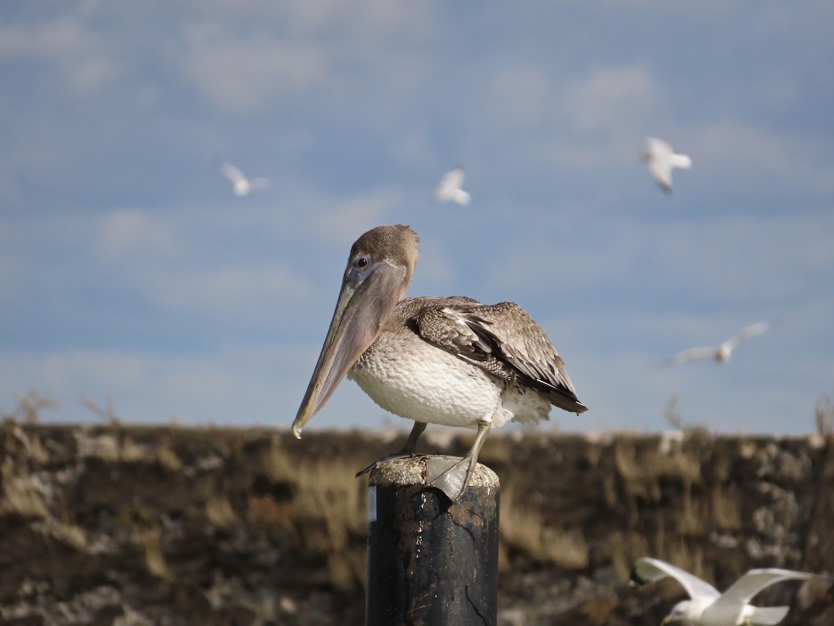 カッショクペリカン - ML644476079