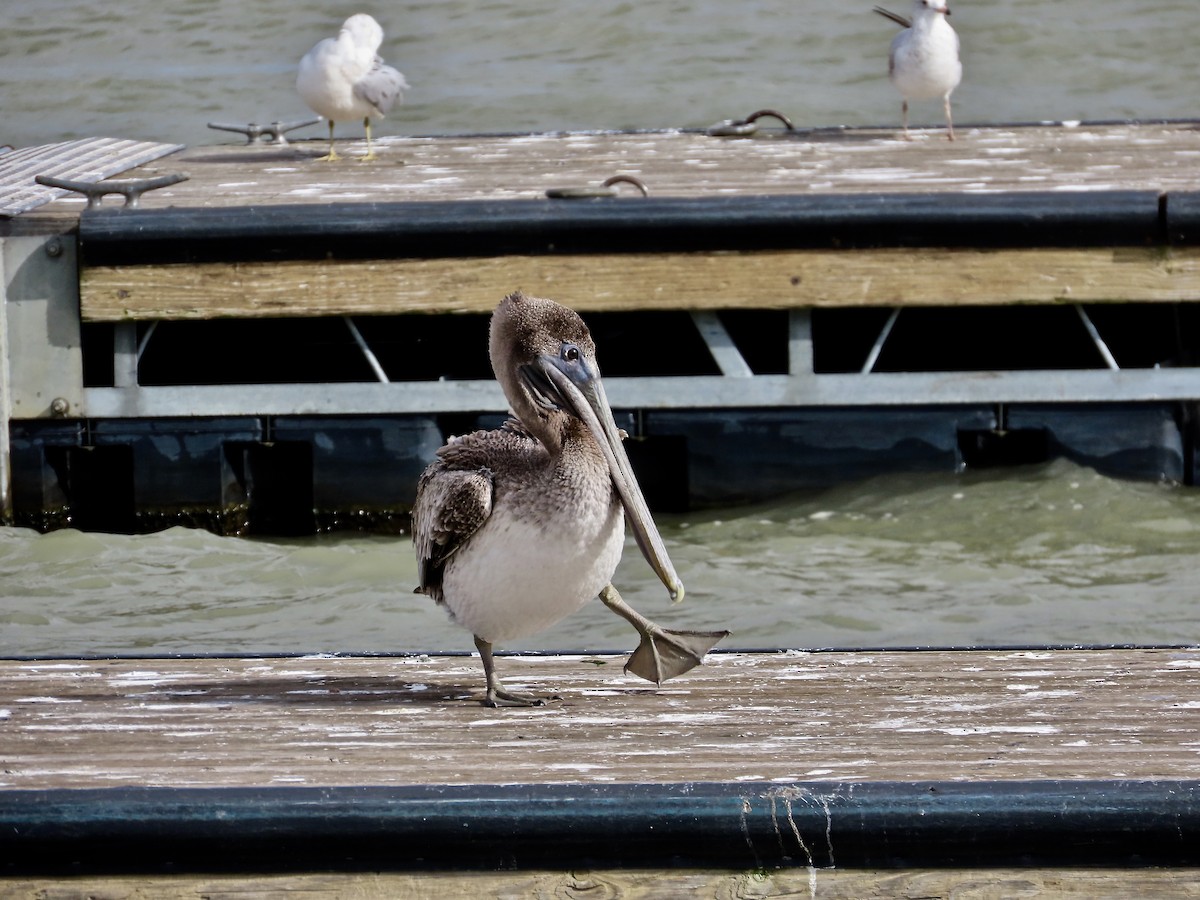 カッショクペリカン - ML644476080