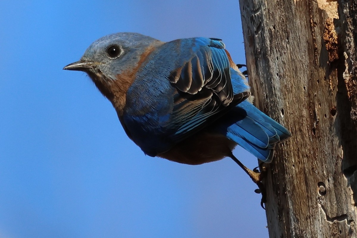 Eastern Bluebird - ML644476081