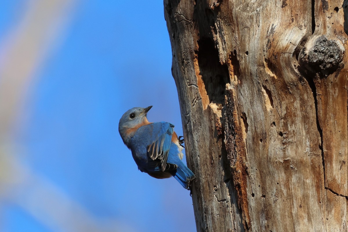Eastern Bluebird - ML644476082