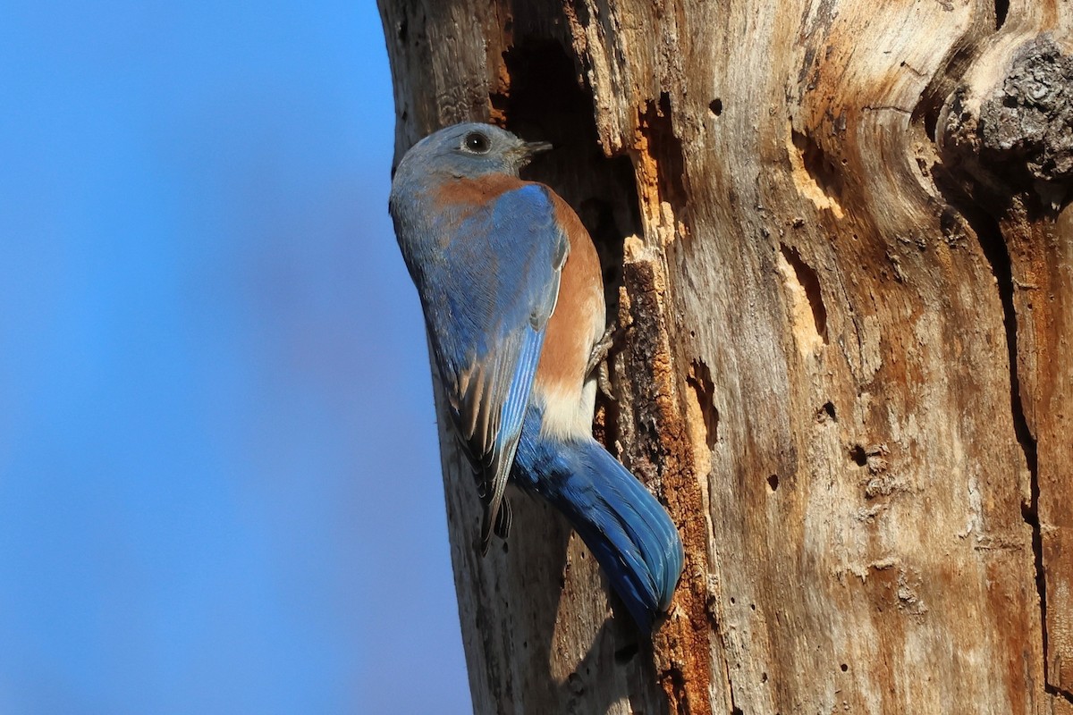 Eastern Bluebird - ML644476083