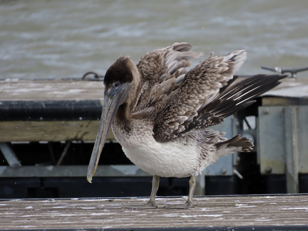 カッショクペリカン - ML644476084