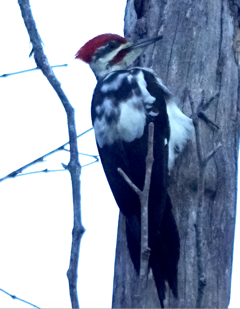 Pileated Woodpecker - ML644476086