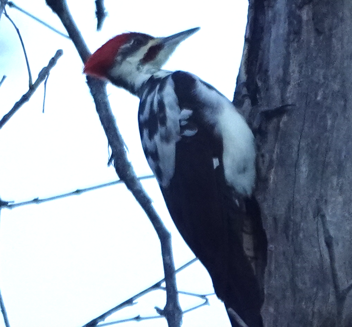 Pileated Woodpecker - ML644476087