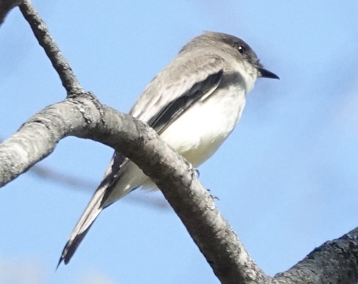 Eastern Phoebe - ML644476096