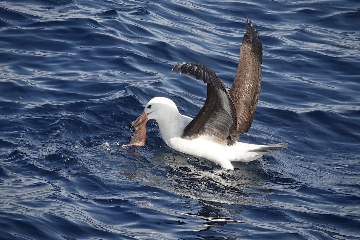 マユグロアホウドリ - ML644476102