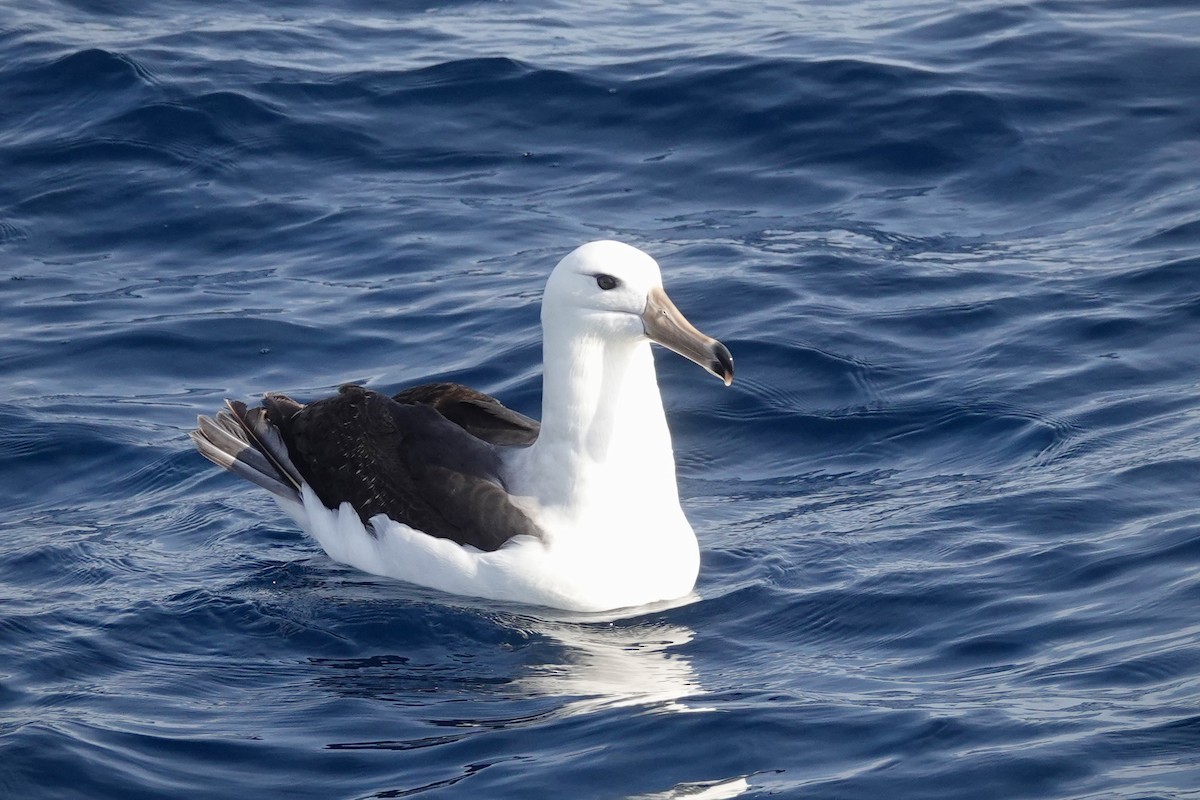 マユグロアホウドリ - ML644476103