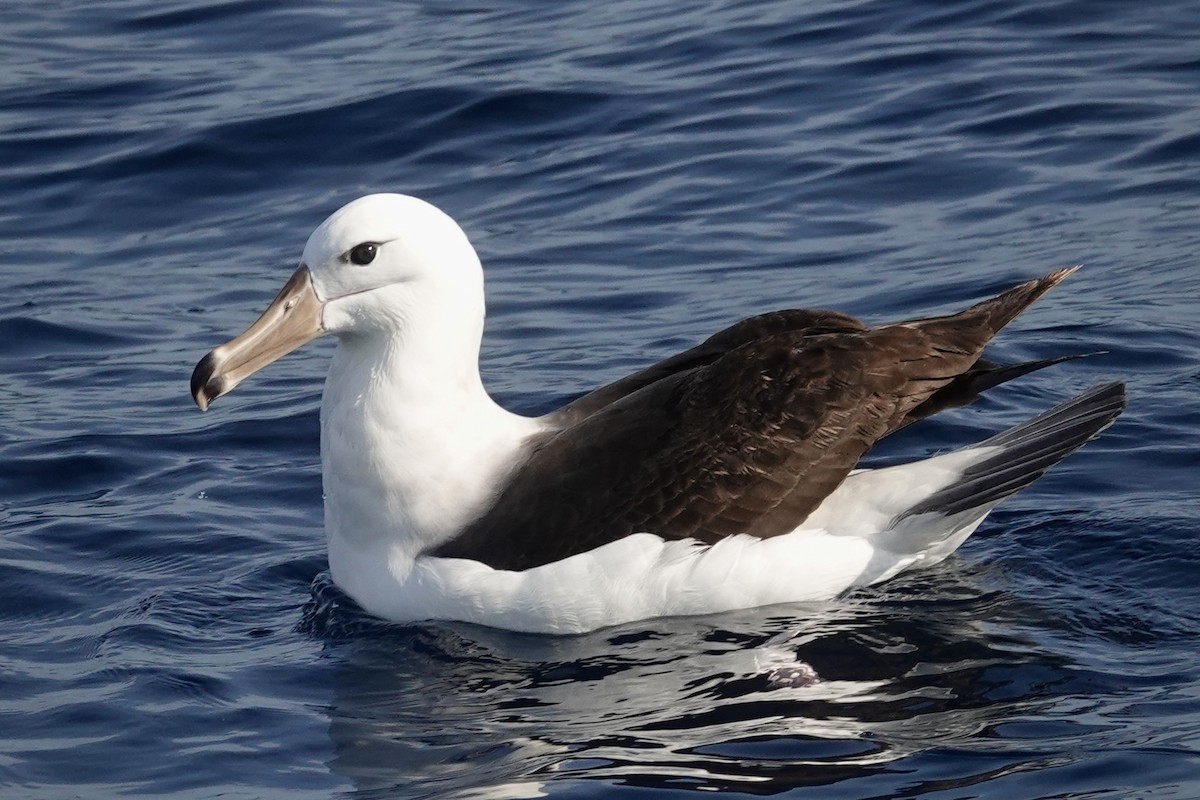 マユグロアホウドリ - ML644476104