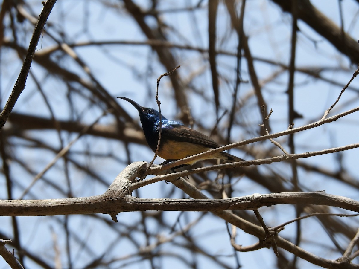 sovimangasolfugl - ML644476108