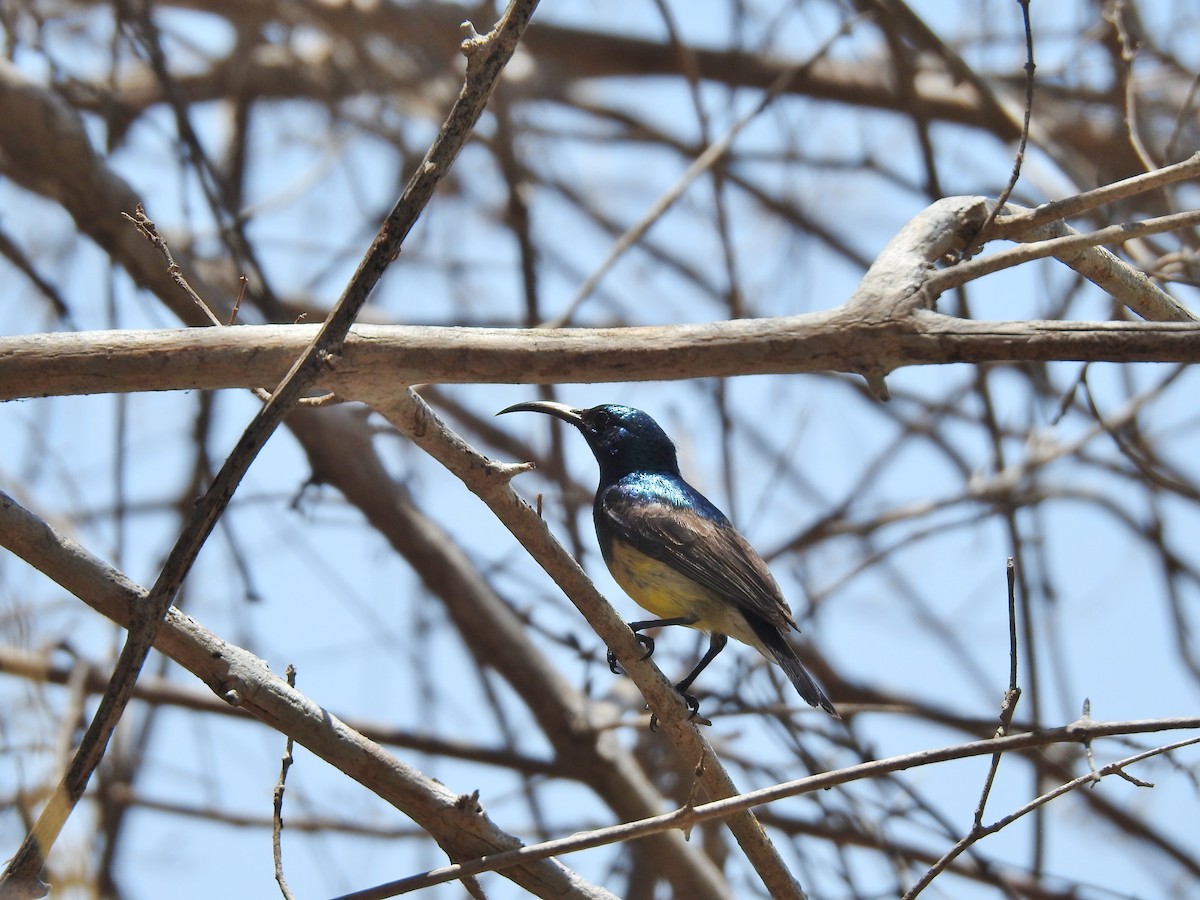 sovimangasolfugl - ML644476109