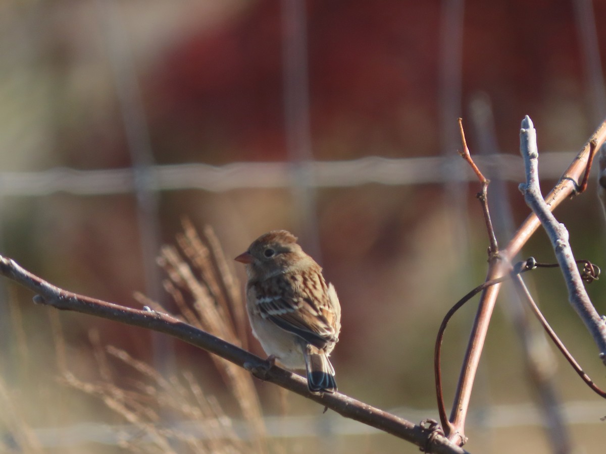 Field Sparrow - ML644476116