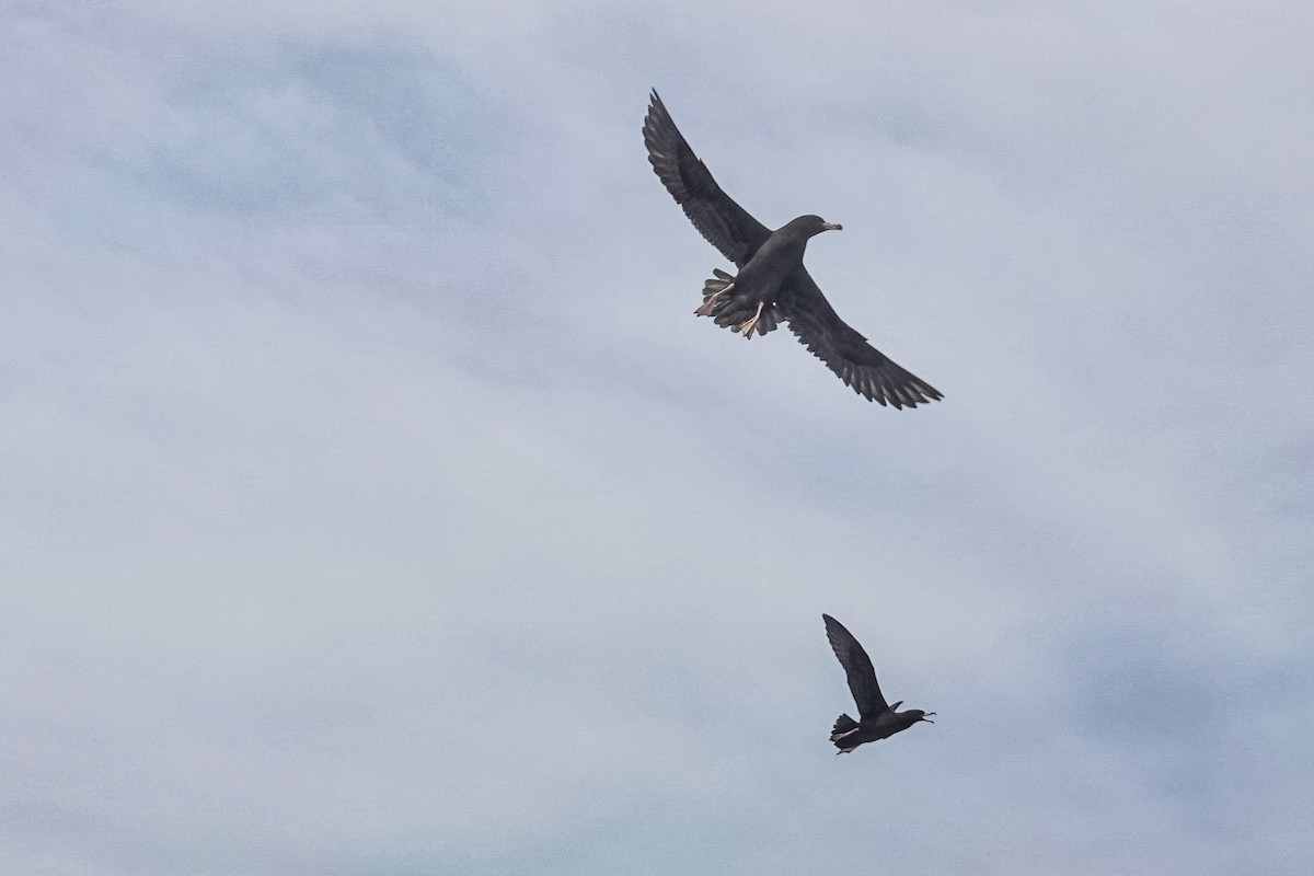 アカアシミズナギドリ - ML644476120