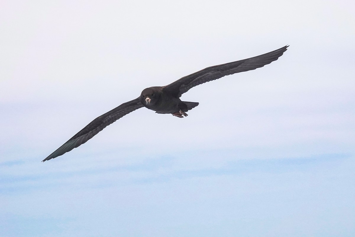 アカアシミズナギドリ - ML644476121