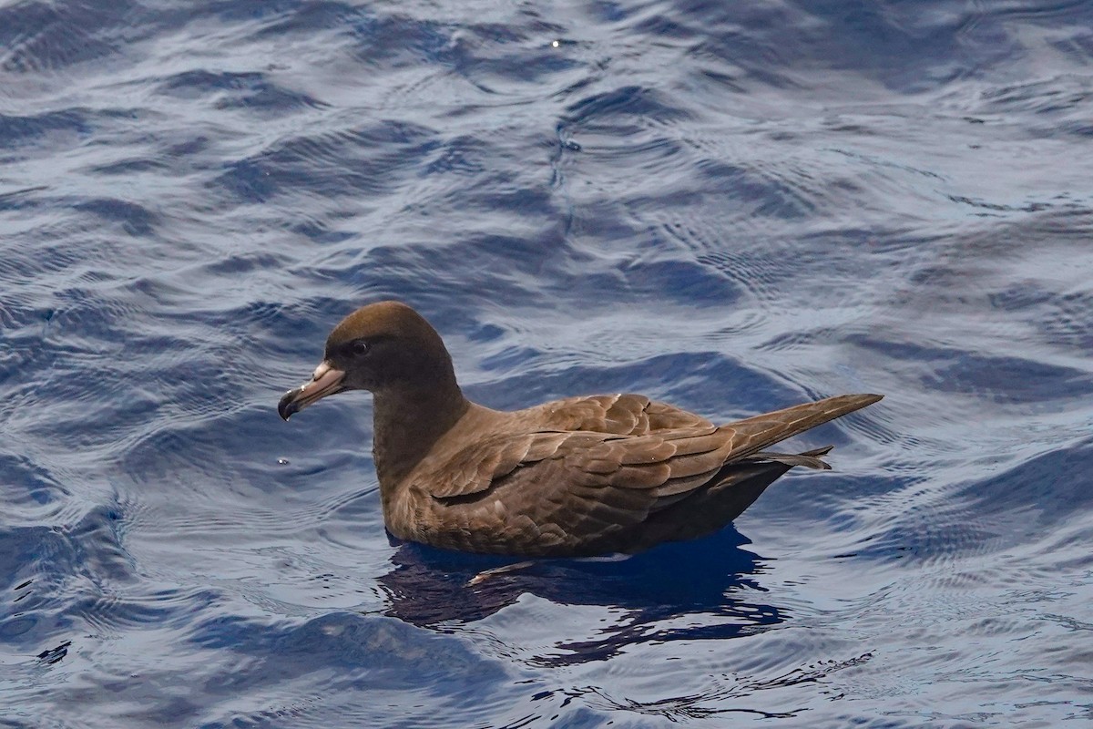 アカアシミズナギドリ - ML644476122