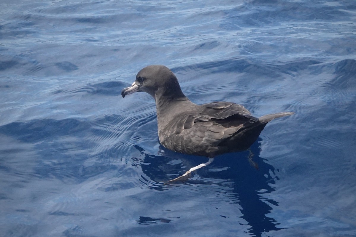 アカアシミズナギドリ - ML644476123