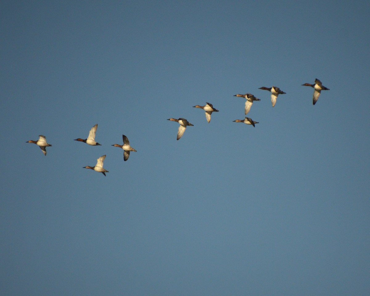 Fuligule à dos blanc - ML644476130