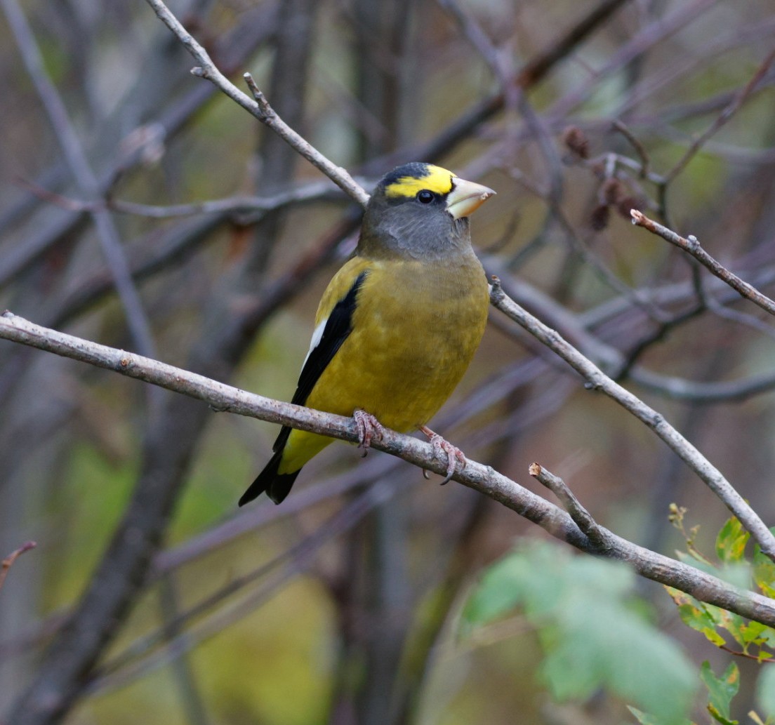 キビタイシメ - ML644476138