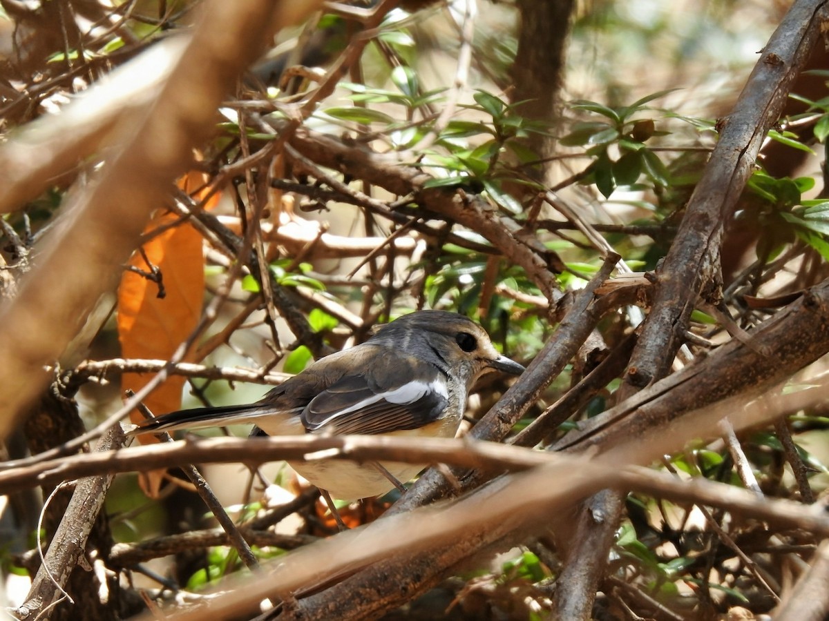 Мадагаскарский шама - ML644476142