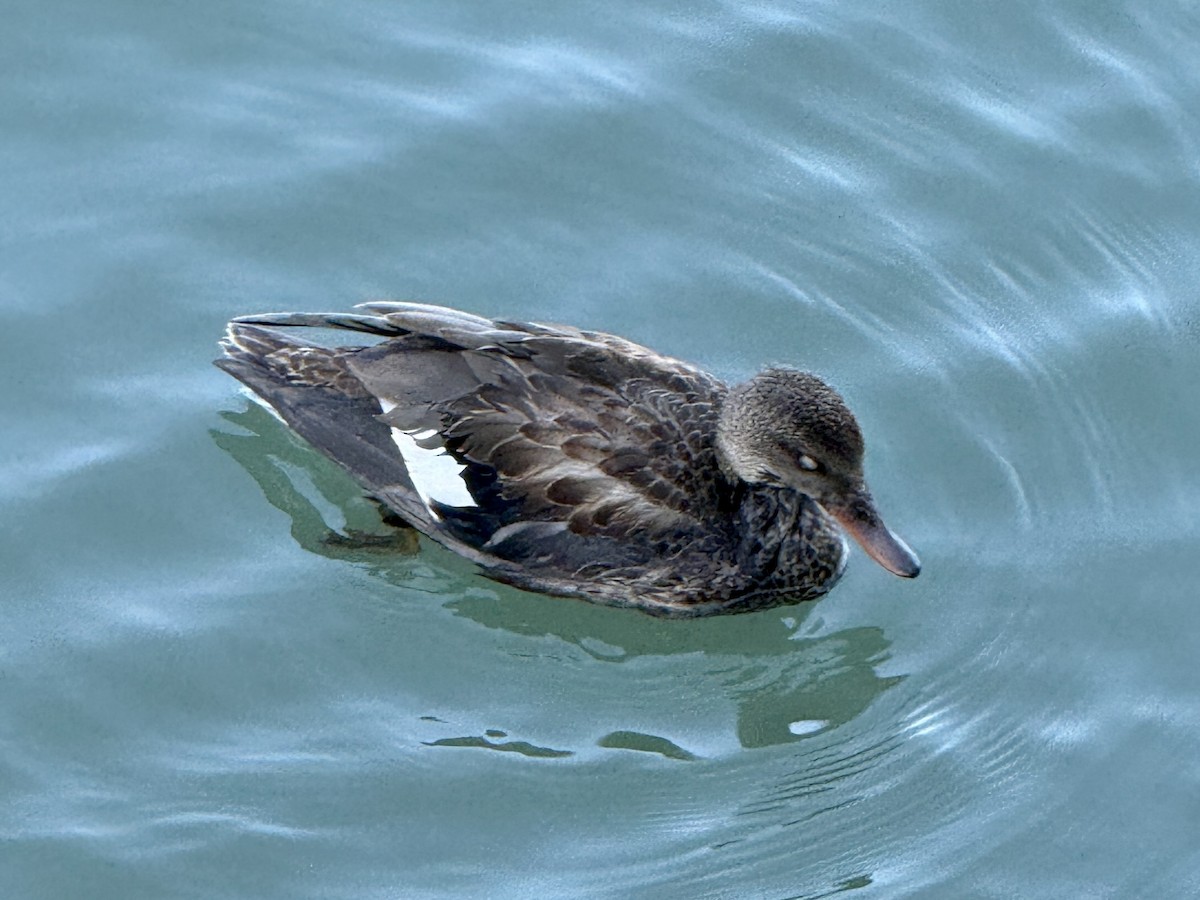 マガモ亜属 - ML644476157