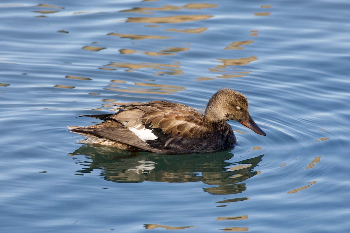 マガモ亜属 - ML644476160