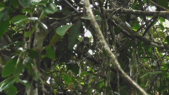 Collared Owlet - ML644476161