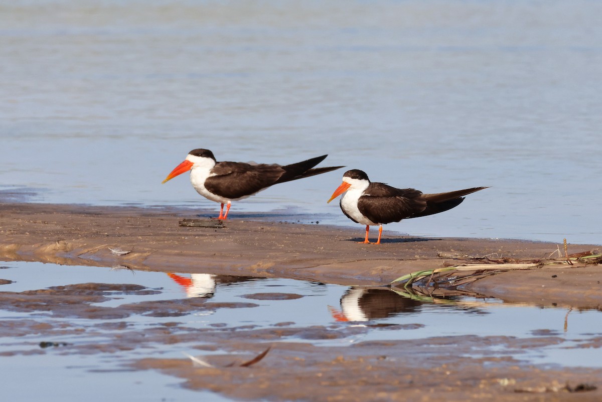 African Skimmer - ML644476164